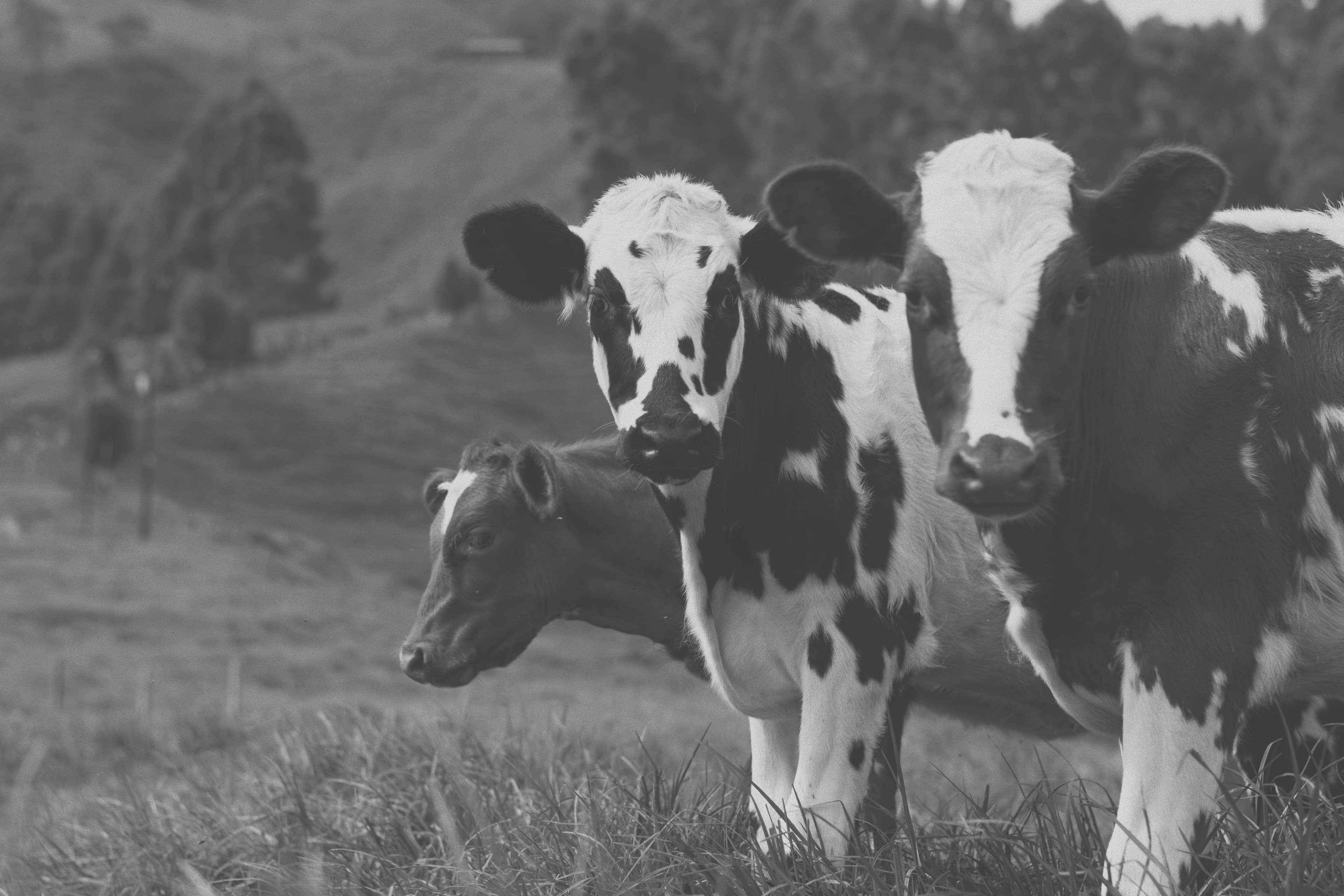 Protéine bovine VS Protéine laitière