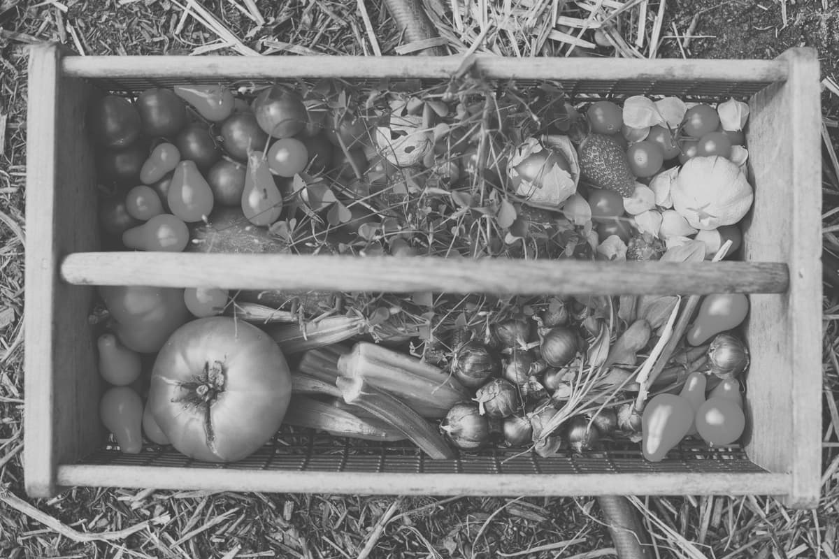 Les bienfaits d'un potager et de l'auto-suffisance